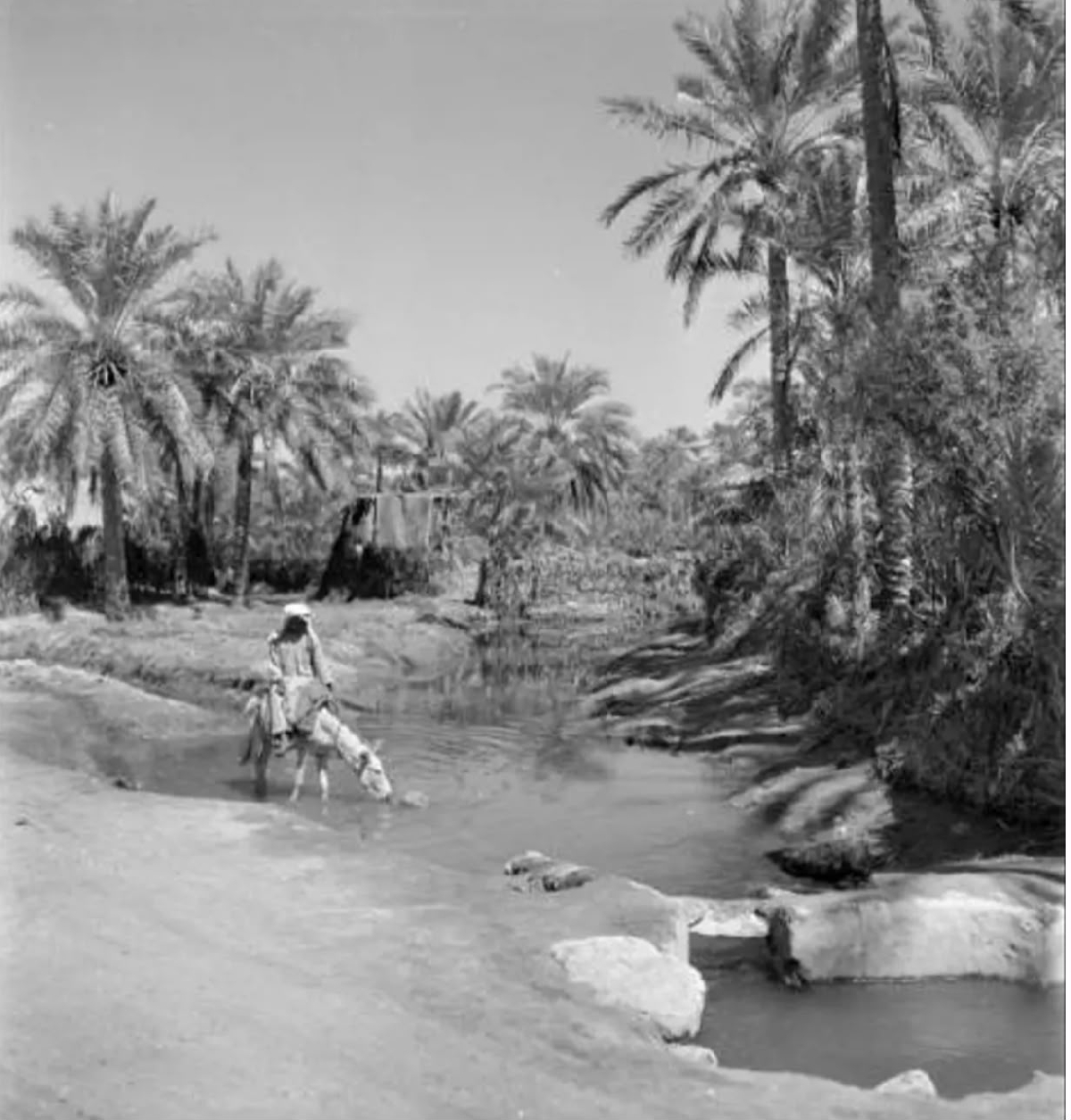 Uploaded Image