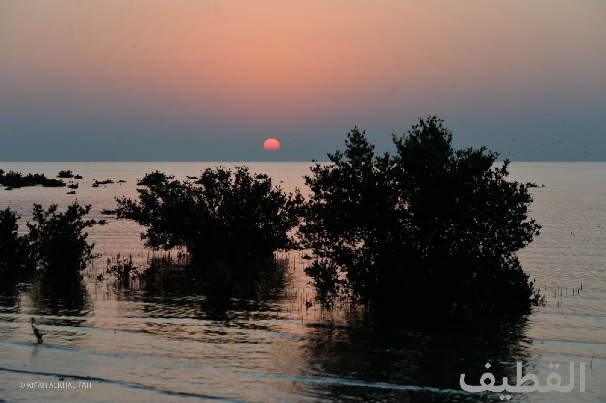 Uploaded Image