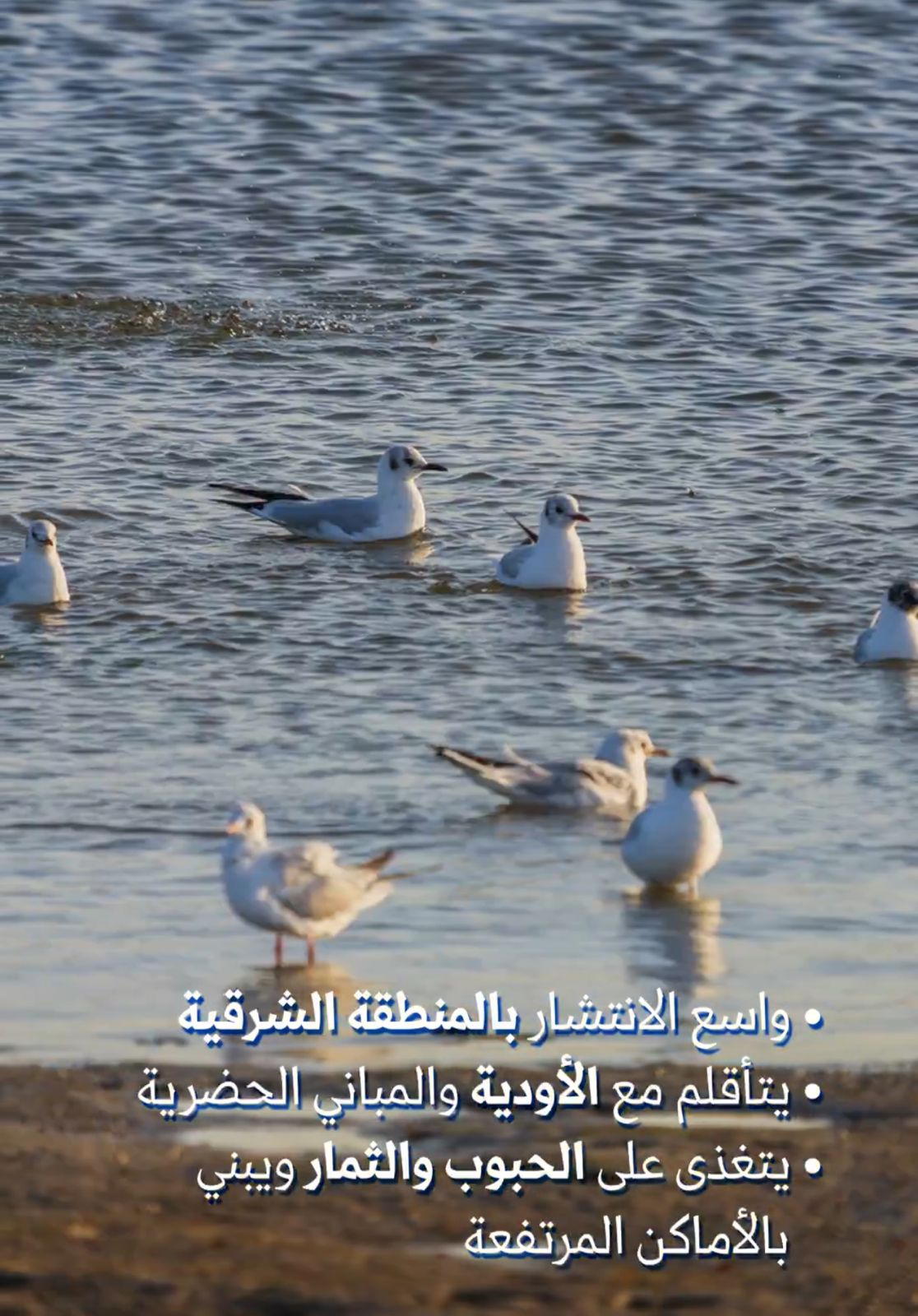 Uploaded Image