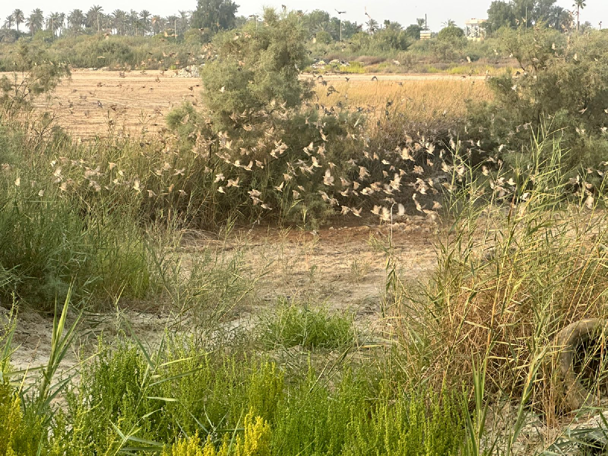 Uploaded Image