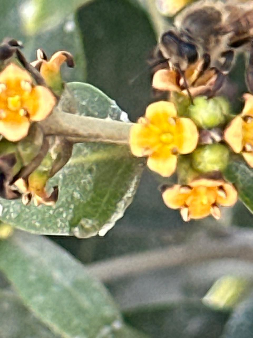 Uploaded Image