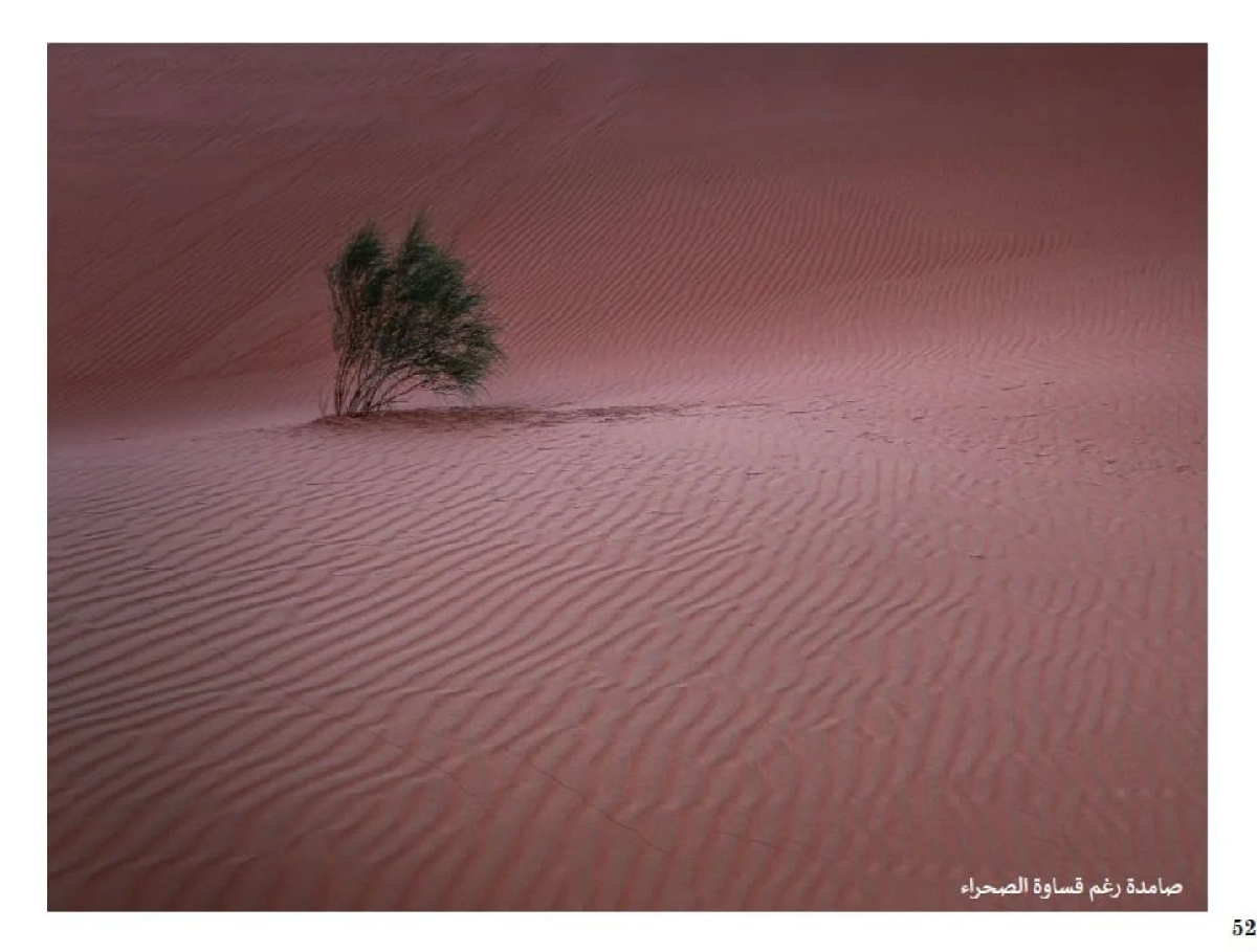 Uploaded Image