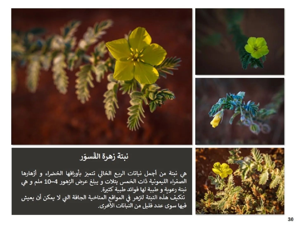 Uploaded Image