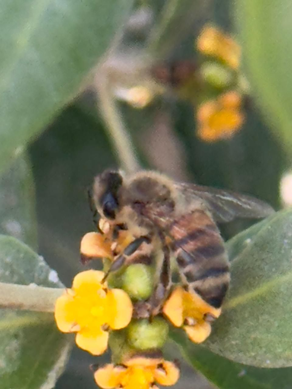 Uploaded Image